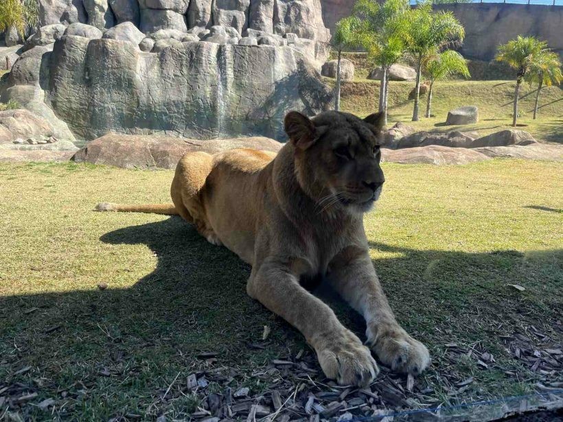 Anim Lia Park Confira As Atra Es Do Mais Novo Parque Tem Tico Da