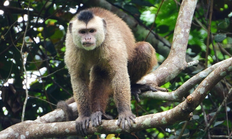 Descrita nova espécie de macaco que só existe na Amazônia